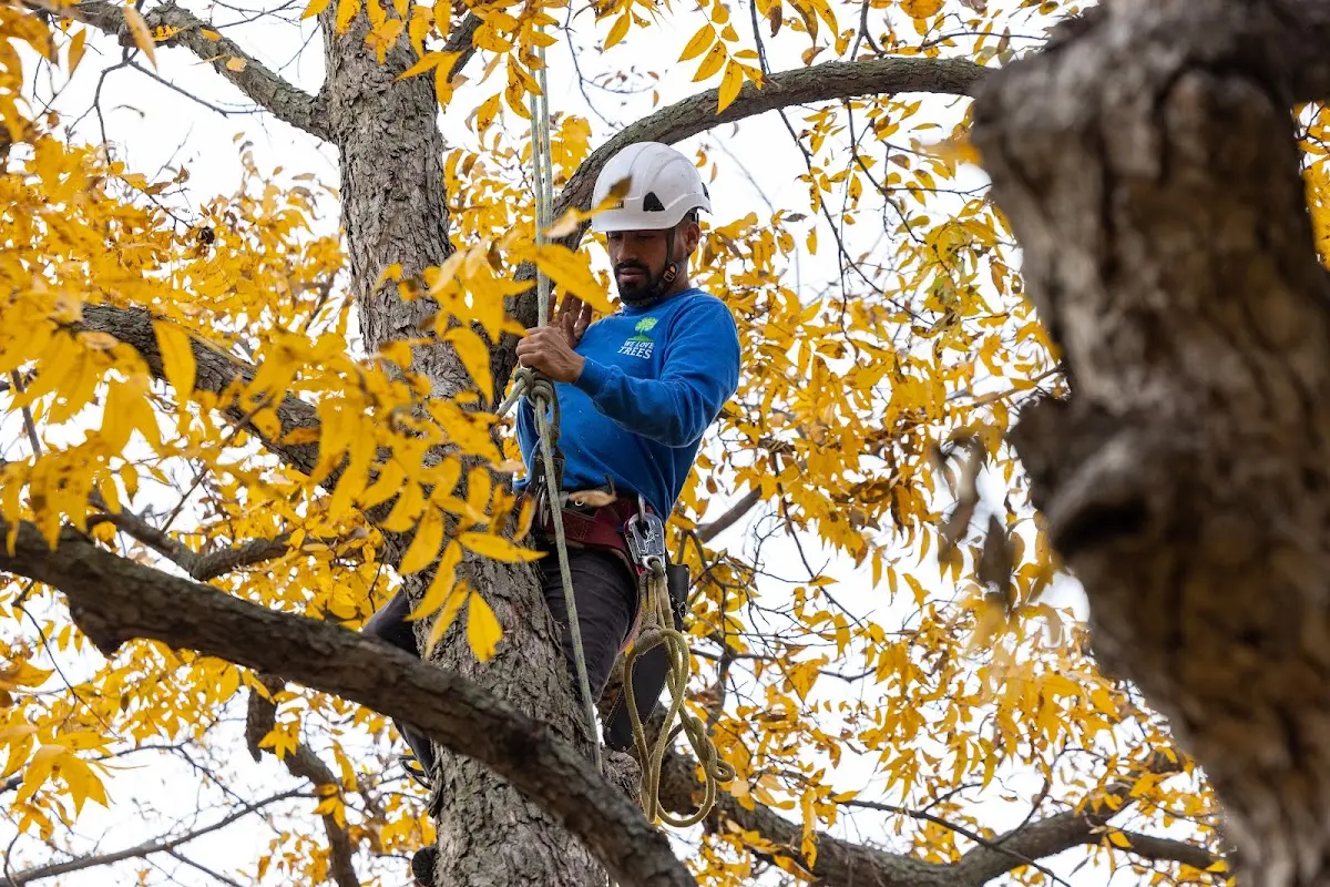 Skilled Tree Trimming crew working in Bingham